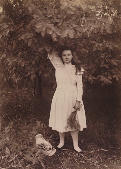 Wattle argenté, Acacia dealbata - Archibald James Campbell